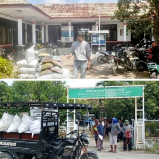 Bantuan Bibit Padi Di Kurangi Kelompok Tani Kecewa, Dengan UPTD BPP Karangampel