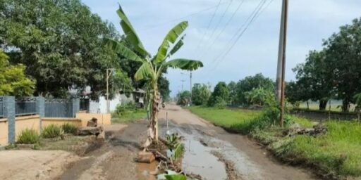 Tak Kunjung Diperbaiki,Jalan Rusak Parah di Desa Gadingan Ditanami Pohon Pisang