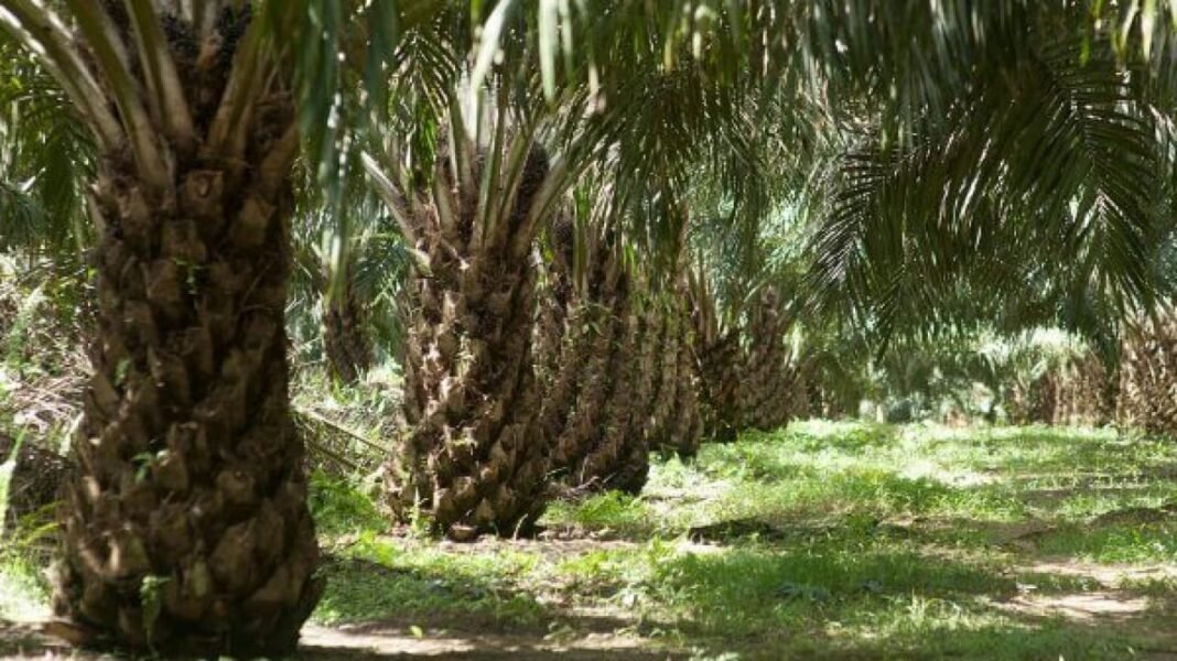 Narasi Kritis Virdian Berbenturan dengan Fakta Keterlibatan Bisnisnya