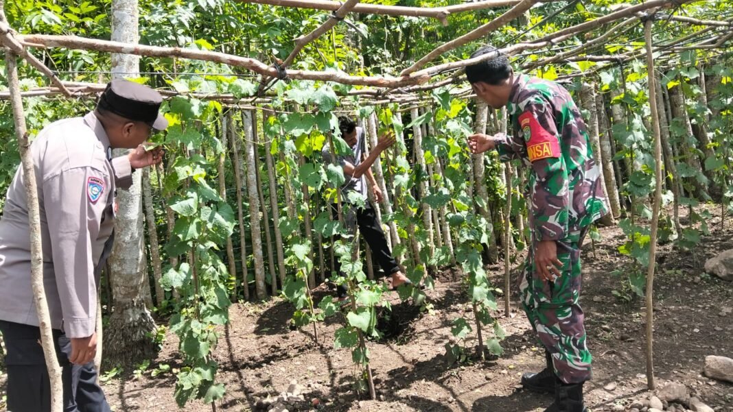 Babinsa Koramil 01/Sukajaya Aktif Dampingi Petani Gampong Beurawang | Kompas.SBS.News