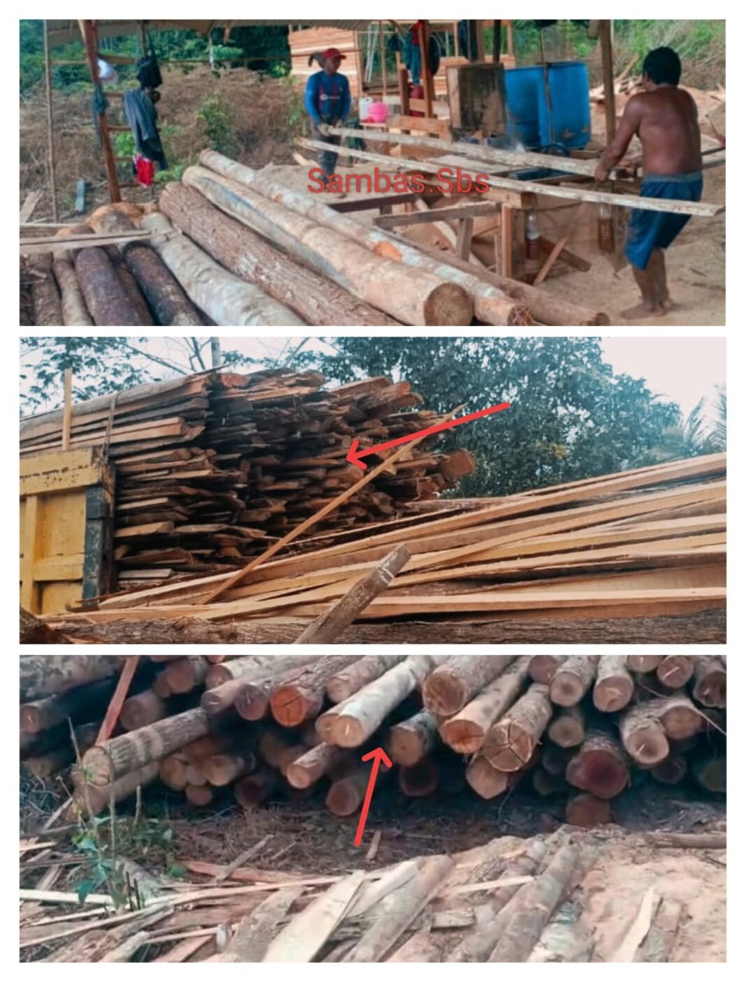 Maling Kayu di Desa Bukit Batu Sungai Kunyit Aman Dan Tentram. APH Meram Melek