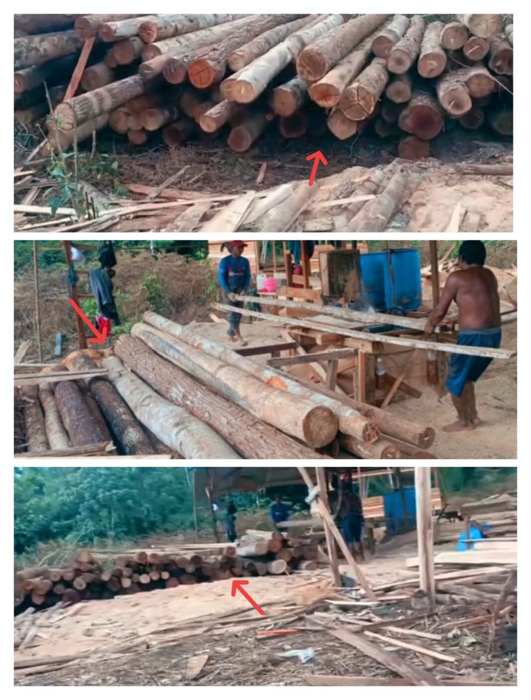 Sawmil Liar di Desa Bukit Batu Sungai Kunyit : Polda Kalbar Wajib Terjun