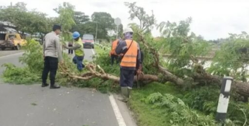 Pohon Besar Tumbang Melintangi Jalur Dampuawang Karangampel, Hati-hati Pengguna Jalan Raya Disaat Musim Hujan