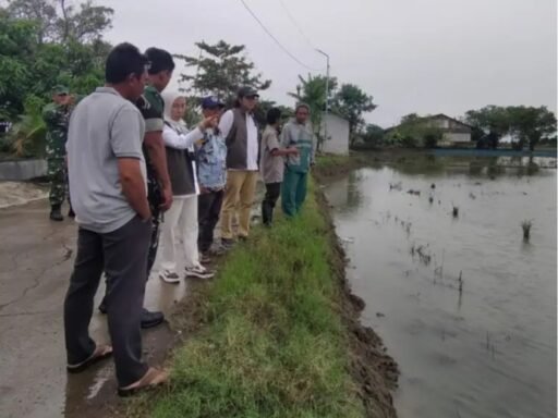 Bulog Sosialisasikan Penyerapan GKP Rp6.500 per Kg Jelang Panen Raya di Indramayu