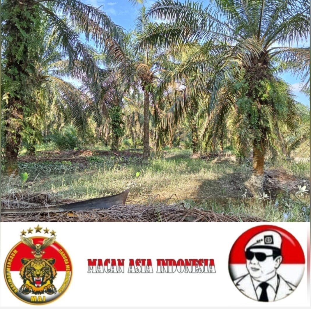 “Sawit Dijarah, Narkoba Merajalela: MAI Tuding Pembiaran Aparat dan Pemerintah Desa Ujung Padang”