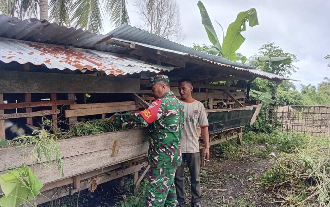 Babinsa Koramil 02/Sukakarya Dampingi Peternak Kambing Untuk Tingkatkan Perekonomian Warga | Kompas.SBS.News
