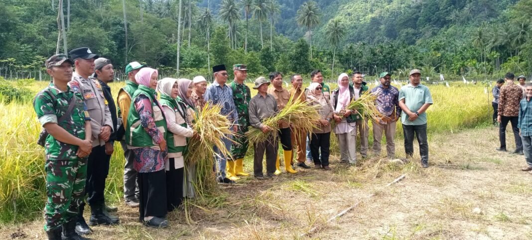 Panen Perdana Padi Gogo Perkuat Ketahanan Pangan Gampong Bateshoek Tahun 2026 | Kompas.SBS.-News