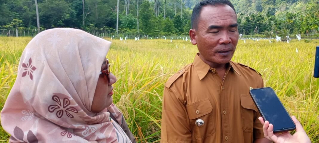 Panen Perdana Padi Gogo Jadi Momentum Awal Kepemimpinan Ridwan Nasution Keuchik Gampong Bateshoek