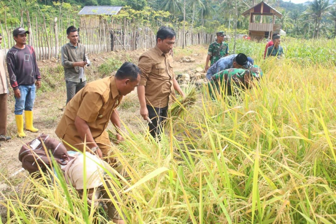 Sekda Sabang Panen Padi Gogo Bersama Petani, Ketahanan Pangan Jadi Prioritas | Kompas.SBS.-News