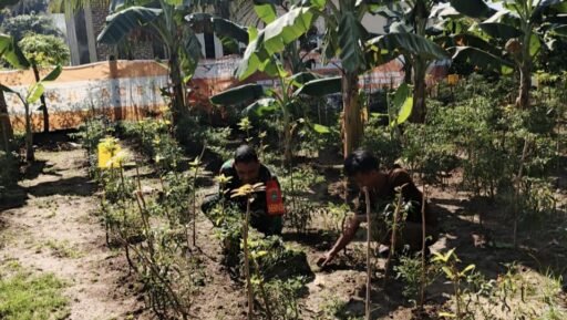 Babinsa Kuta Barat Dampingi Warga Rawat Tanaman Cabai | Kompas.SBS.-News