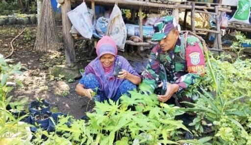Babinsa Gampong Krueng Raya Dampingi Pembibitan Pepaya Untuk Perkuat Ketahanan Pangan | Kompas.SBS.-News