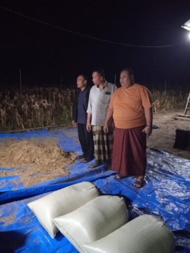 Keuchik, Anggota DPRK Dan Ketua BUMDES Gampong Bateshoek Pantau Langsung Pengelolahan Panen Padi Gogo | News