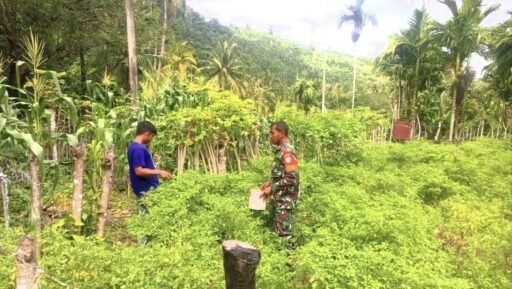 Dampingi Petani Sejak Tanam Hingga Panen : Babinsa Koramil 01/Sukajaya Perkuat Ketahanan Pangan | Kompas.SBS.