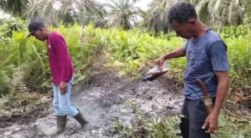 “Lahan Pertanian Kelompok Tani Permata Gambut Jaya Diduga di Bakar Oknum Tak Bertanggung Jawab”Â