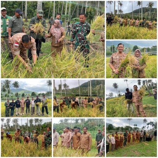 Panen Padi Gogo Berkelanjutan : Wakil Wali Kota Sabang Tegaskan Arah Kemandirian Pangan Daerah
