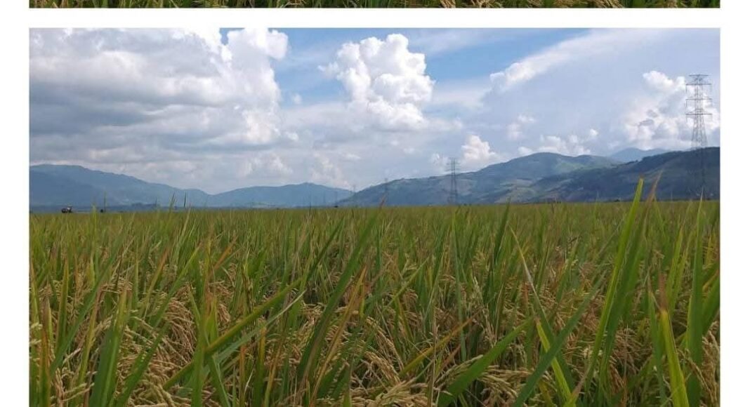 Panen Raya Padi Sawah di Kecamatan Mardingding, Hasil Nyata Upaya Pemkab Karo Pulihkan Lahan Terdampak Banjir