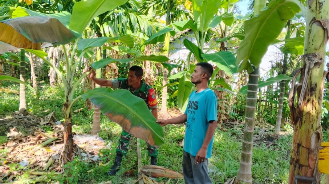 Peran dan Pendampingan Babinsa Jadi Motor Penggerak Ketahanan Pangan Masyarakat