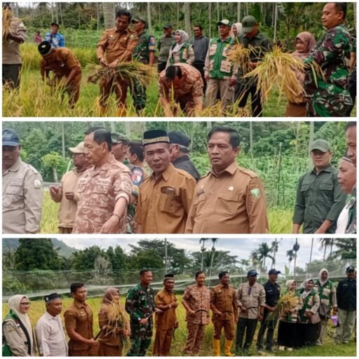 Bukti Nyata Ketahanan Pangan Berbasis Gampong : Keuchik Gampong Bateshoek Hadir Panen Padi Gogo | Kompas.SBS