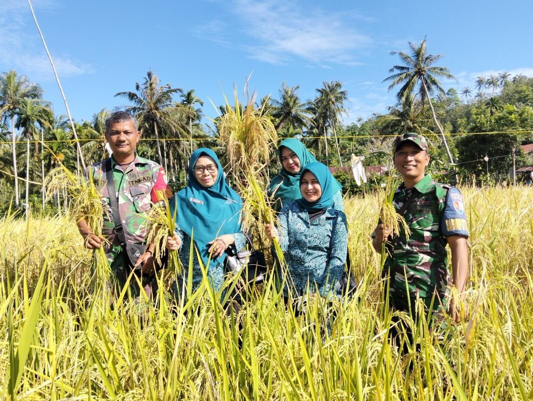 Babinsa Sukajaya Hadiri Panen Simbolis Padi Gogo Bersama PKK Kota Sabang | Kompas.sbs.-News