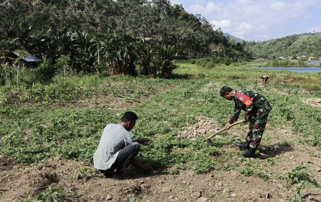 Babinsa Paya Seunara Dampingi Petani Jagung Manis, Wujud Nyata Kepedulian TNI | Kompas.sbs.-News
