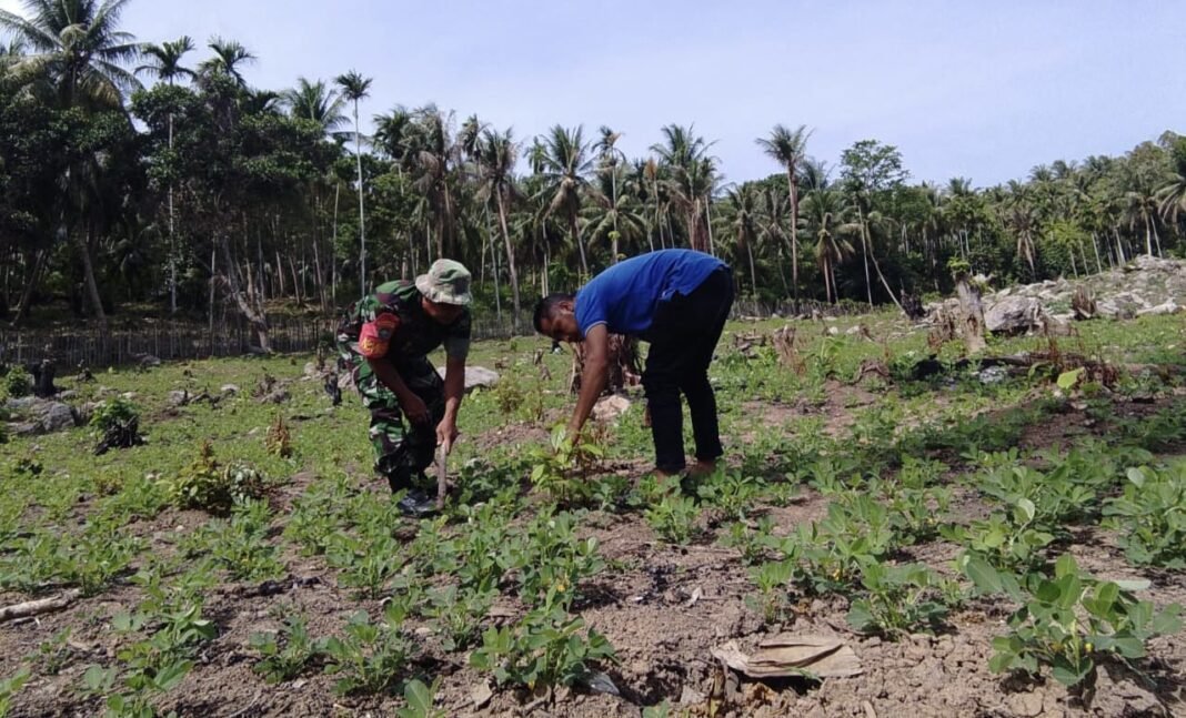 Kemanunggalan TNI–Rakyat, Babinsa Keuneukai Ikut Rawat Tanaman Kebun | Kompas.sbs.-News