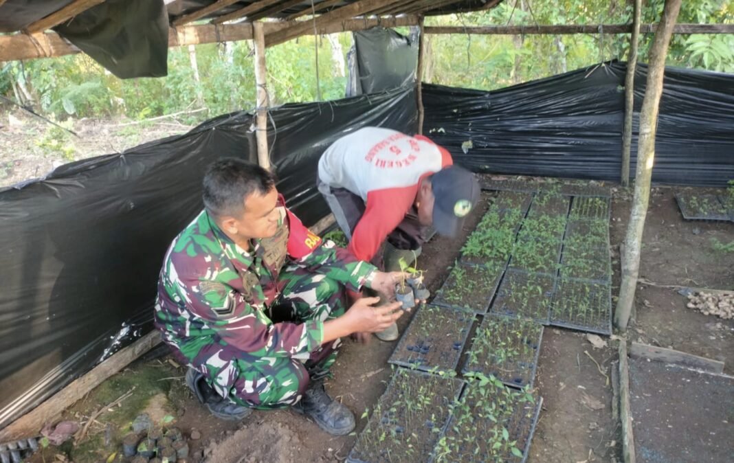 Babinsa Krueng Raya Dampingi Pembibitan Cabai, Wujud Nyata Dukung Swasembada Pangan | Kompas.sbs.-News