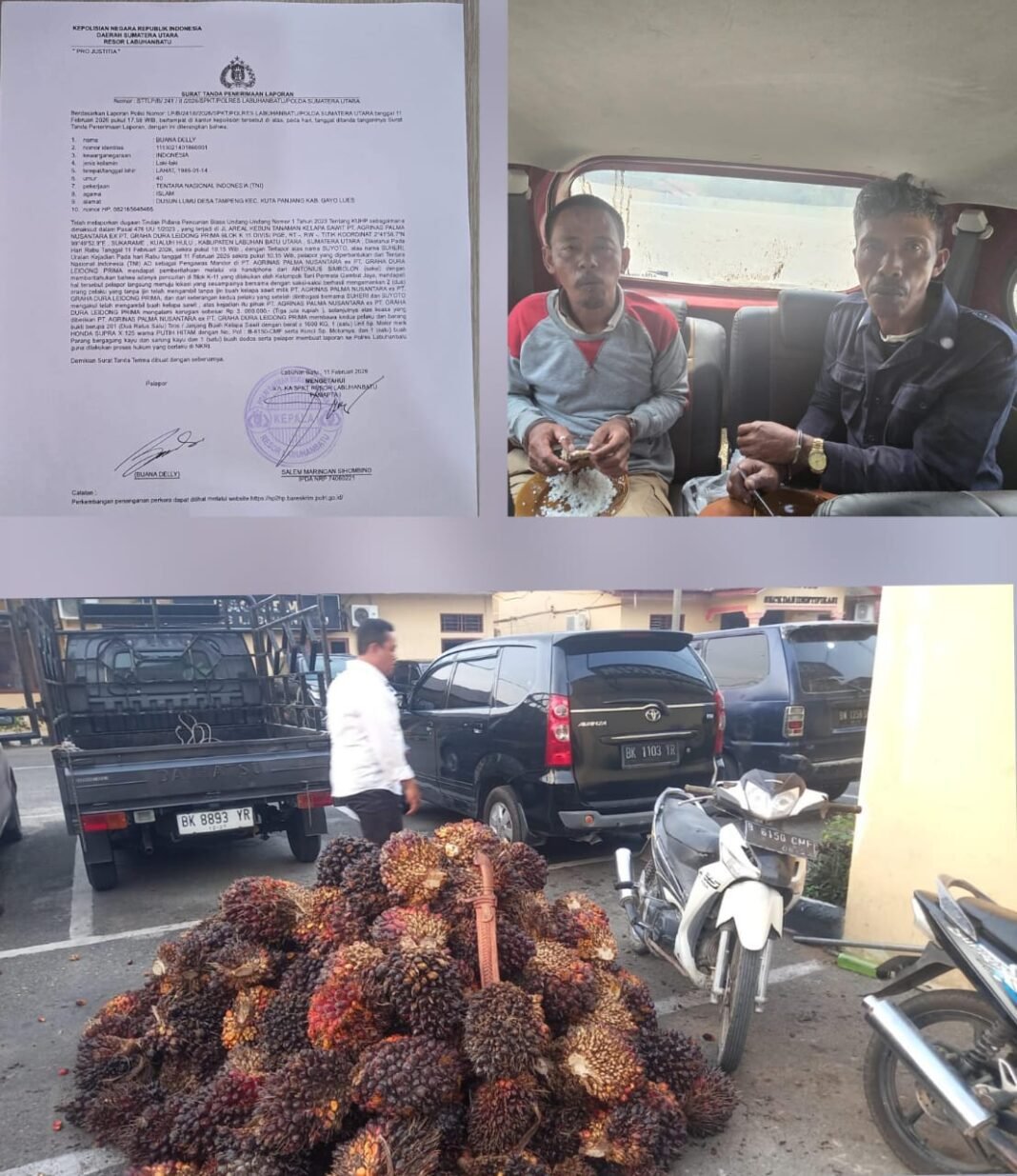 “PT. Agrinas Palma Nusantara Lagi Dan Lagi Tangkap Tangan Terduga Pencuri Buah Kelapa Sawit”