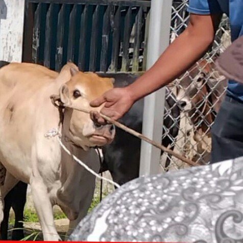 Dana 1M Lebih dari Pusat Untuk Bantuan Megang di Kota Langsa- Aceh ” Di Beli Lembu Hanya Setinggi Pinggang”