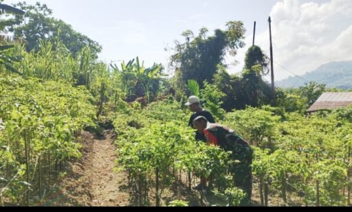 Babinsa Kuta Barat Dampingi Warga Optimalkan Tanaman Cabai untuk Ketahanan Pangan | Kompas.sbs.-News