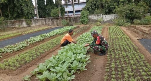 Babinsa Koramil 02/Sukakarya Lakukan Pendampingan Petani Sayuran,Tingkatkan Ketahanan Pangan Warga | NEWS