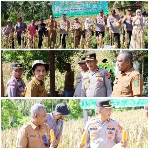Polsek Sukajaya Polres Sabang Panen Raya Jagung di Gampong Jaboi | Kompas SBS.-News