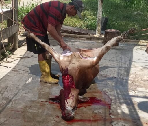 Di duga) Dana Bantuan Megang Dari Pusat di Olah Oknum Pejabat Pemangku Kebijakan di Pemko Langsa