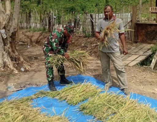Babinsa Koramil 02/Sukakarya Tinjau Hasil Panen Padi Gogo di Gampong Batee Shoek | Kompas.sbs.-News