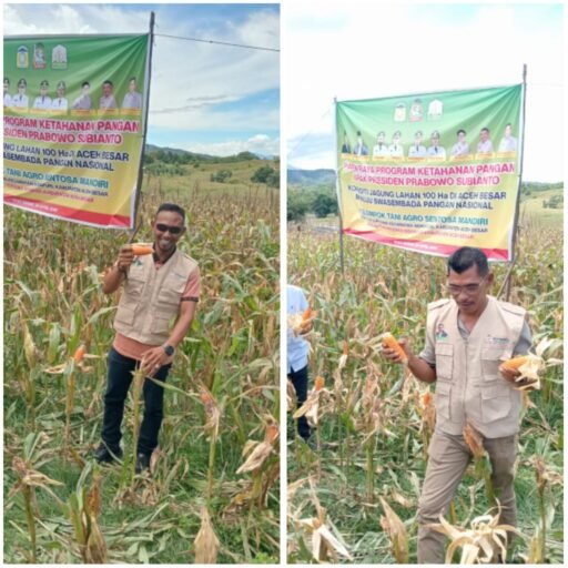 DPD Tani Merdeka Sabang Ambil Bagian dalam Panen Raya Jagung || Kompas.sbs.-News.