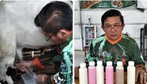 Susu Kambing Baik Untuk Kesehatan ! Ini Cara Mendapatkan Susu Yang Berkualitas Susu Kambing Baik Untuk Kesehatan ! Ini Cara Mendapatkan Susu Yang Berkualitas