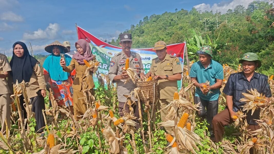 Panen Jagung di Semende, Bukti Semangat Warga dan Polisi Jaga Ketahanan Pangan Panen Jagung di Semende, Bukti Semangat Warga dan Polisi Jaga Ketahanan Pangan