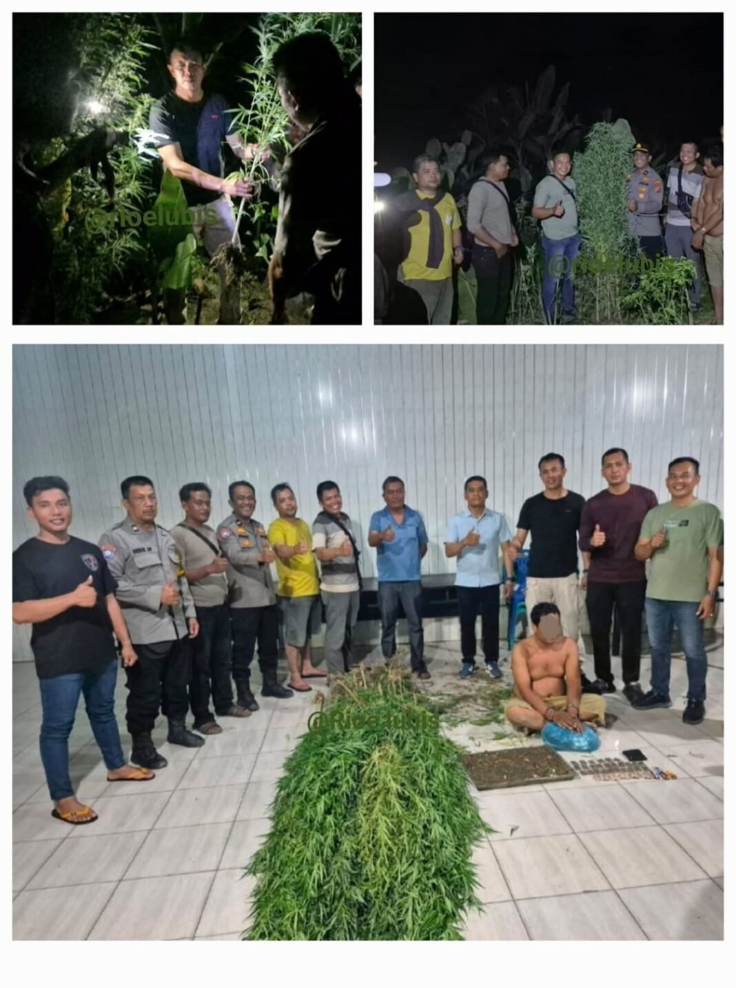 Temukan 40 Tanaman Ganja Setinggi 2,5 Meter, Polsek Tanjung Morawa Amankan Pengedar di Deli Serdang Temukan 40 Tanaman Ganja Setinggi 2,5 Meter, Polsek Tanjung Morawa Amankan Pengedar di Deli Serdang