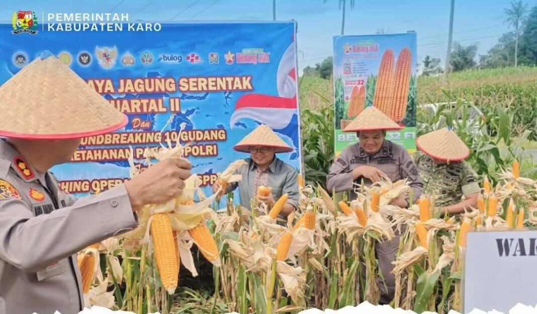 Wakil Bupati Karo Hadiri Kegiatan Panen Raya Jagung Serentak Tahun 2026 Wakil Bupati Karo Hadiri Kegiatan Panen Raya Jagung Serentak Tahun 2026