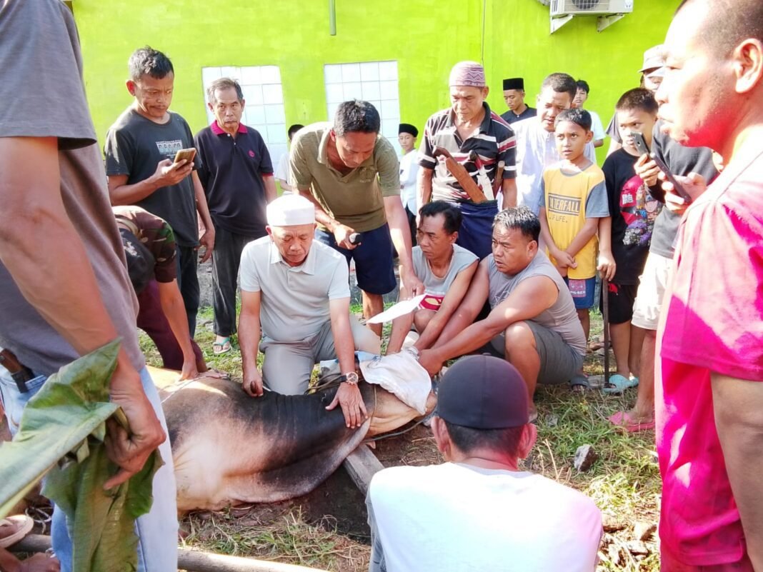 Pemotongan 3 Ekor Sapi dan 13 Kambing Kurban di Masjid At-Taqwa Talang Gabus. Pemotongan 3 Ekor Sapi dan 13 Kambing Kurban di Masjid At-Taqwa Talang Gabus.