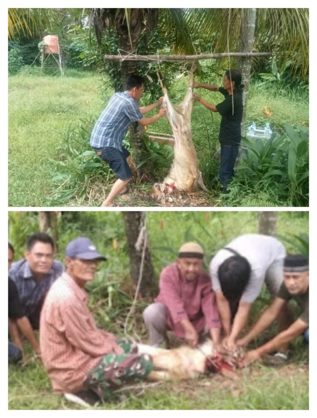 Momentum Hari Raya Idul Adha 1447 H,Ormas Garda Prabowo DKS Lawang Kidul Gelar Penyembelihan Hewan Kurban Momentum Hari Raya Idul Adha 1447 H,Ormas Garda Prabowo DKS Lawang Kidul Gelar Penyembelihan Hewan Kurban