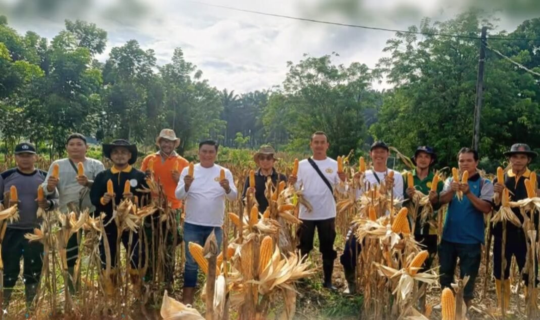 Dukung Ketahanan Pangan Nasional, Polsek Mukok dan PT MPE Panen Jagung Hibrida di Semuntai Dukung Ketahanan Pangan Nasional, Polsek Mukok dan PT MPE Panen Jagung Hibrida di Semuntai