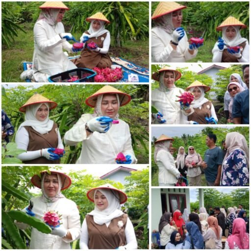 Kak Ana dan Ny. Nuri Nikmati Wisata Kebun Buah Naga Ie Meulee, Pesona Agrowisata Sabang Kian Bersinar || Kak Ana dan Ny. Nuri Nikmati Wisata Kebun Buah Naga Ie Meulee, Pesona Agrowisata Sabang Kian Bersinar ||