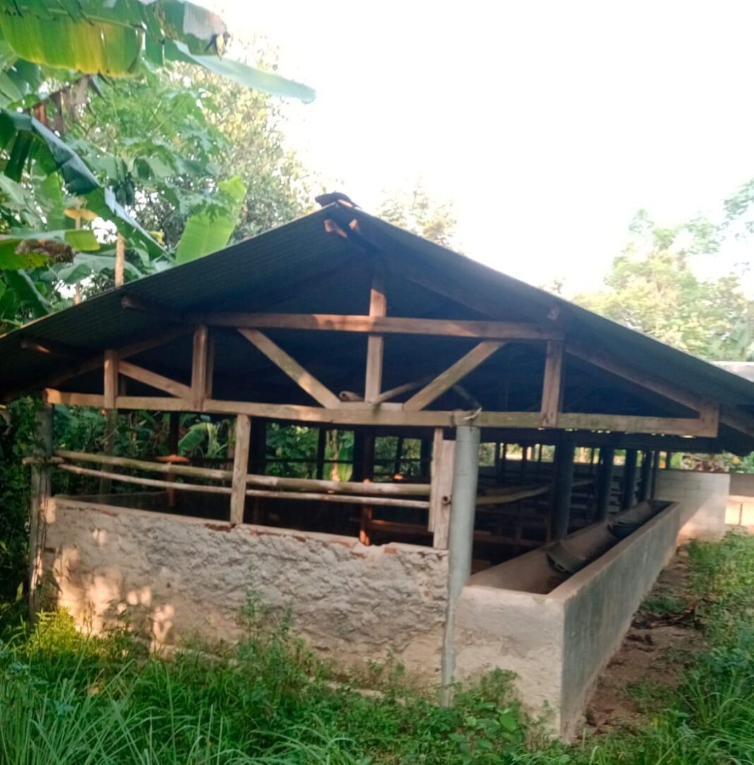 Sapi UPPO Cimayasari Yang “Raib”Munjul Lagi, Kelompok Tani Bantah Isu Sapi UPPO Cimayasari Yang “Raib”Munjul Lagi, Kelompok Tani Bantah Isu