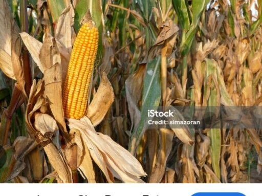 Pali – Sebagian besar penanaman jagung yang dilakukan kepala desa se-Kabupaten PALI Sumsel. Pali – Sebagian besar penanaman jagung yang dilakukan kepala desa se-Kabupaten PALI Sumsel.