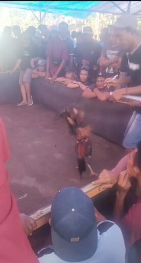 Masyarakat Meminta Kapolri Bertindak Tegas Berantas Perjudian di Jember, Dugaan Judi Sabung Ayam Ambulu n Masyarakat Meminta Kapolri Bertindak Tegas Berantas Perjudian di Jember, Dugaan Judi Sabung Ayam Ambulu n