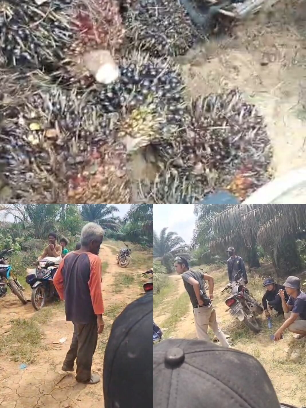 66 Janjang Sawit Milik Syarip Diduga Diamankan, Pemilik Pertanyakan Dasar Penahanan 66 Janjang Sawit Milik Syarip Diduga Diamankan, Pemilik Pertanyakan Dasar Penahanan