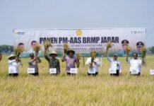 Hasil Ubinan BPS, Produktivitas Padi PM-AAS di Plosokerep Capai 10,45 Ton per Hektare