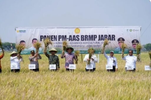 Hasil Ubinan BPS, Produktivitas Padi PM-AAS di Plosokerep Capai 10,45 Ton per Hektare Hasil Ubinan BPS, Produktivitas Padi PM-AAS di Plosokerep Capai 10,45 Ton per Hektare