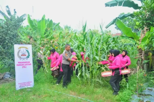 Wujudkan Ketahanan Pangan, Bhayangkari SPN Hinai Panen Raya Hasil Program P2L Wujudkan Ketahanan Pangan, Bhayangkari SPN Hinai Panen Raya Hasil Program P2L