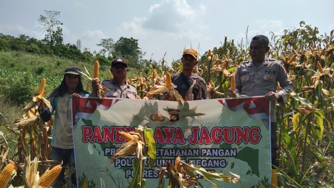 Dukung Swasembada Pangan Nasional, Polsek Gunung Megang Panen Jagung Kuartal II di Lahan Petani Dukung Swasembada Pangan Nasional, Polsek Gunung Megang Panen Jagung Kuartal II di Lahan Petani